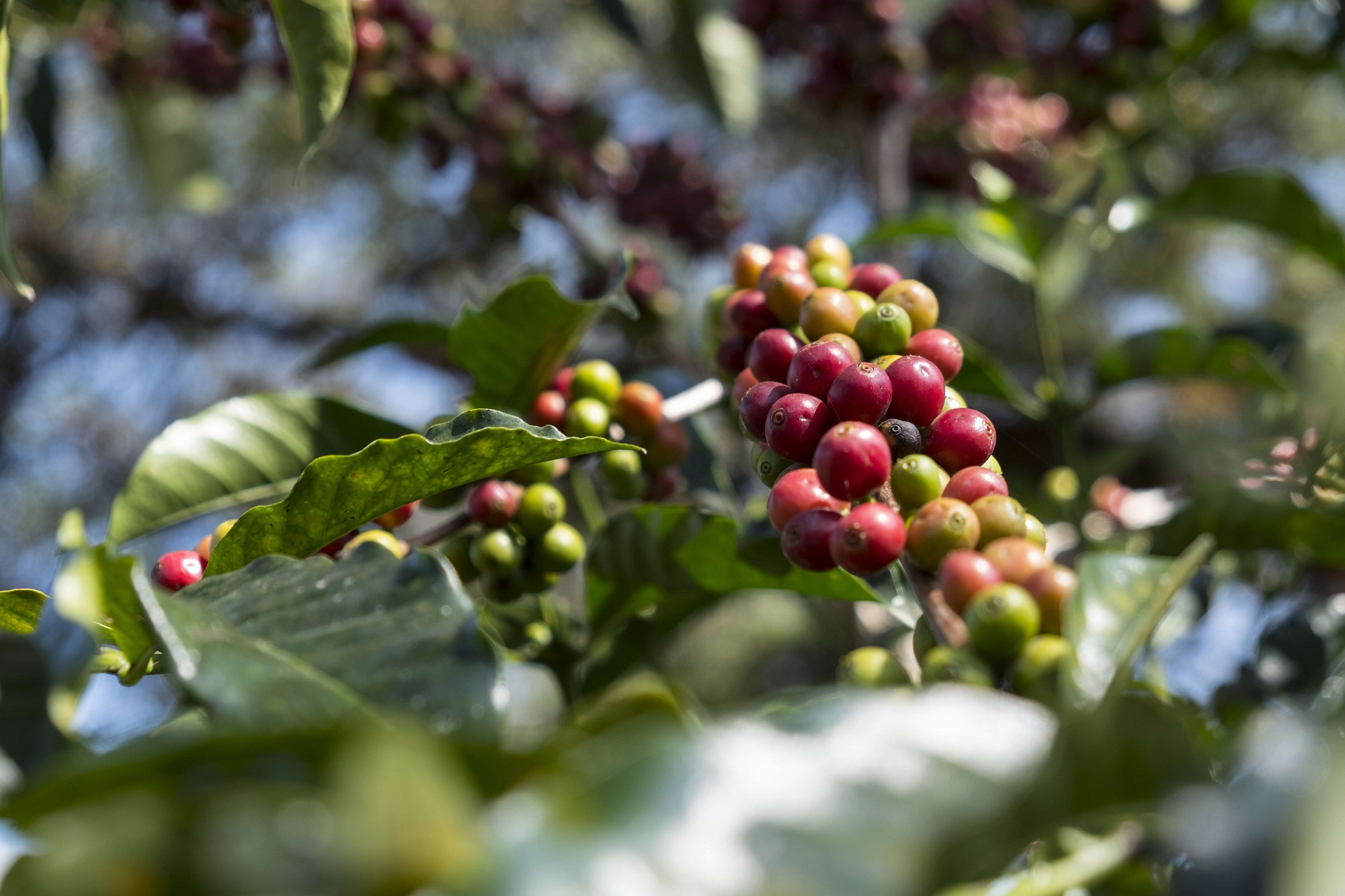 Äthiopien: Mit Kaffeeanbau aus der Armut