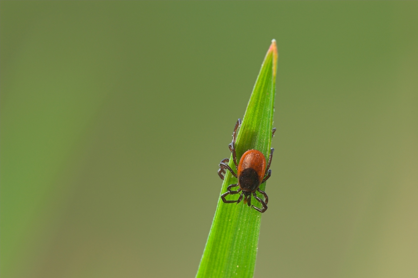 Zecken und Borreliose – Patientenbündnis OnLyme-Aktion.org lädt zu Aktionstagen im Mai 2019