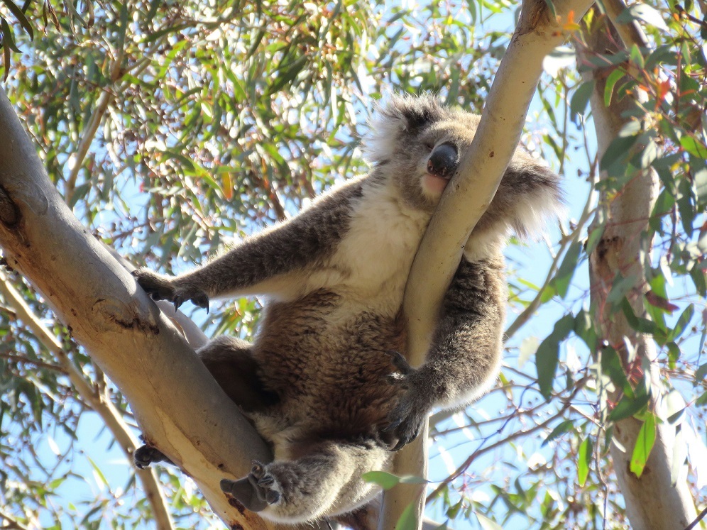 Melbourne & Victoria: „Nur ein Koala-Nickerchen entfernt“