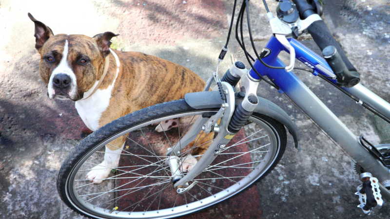 Wer mit dem Hund radelt, haftet für Schäden