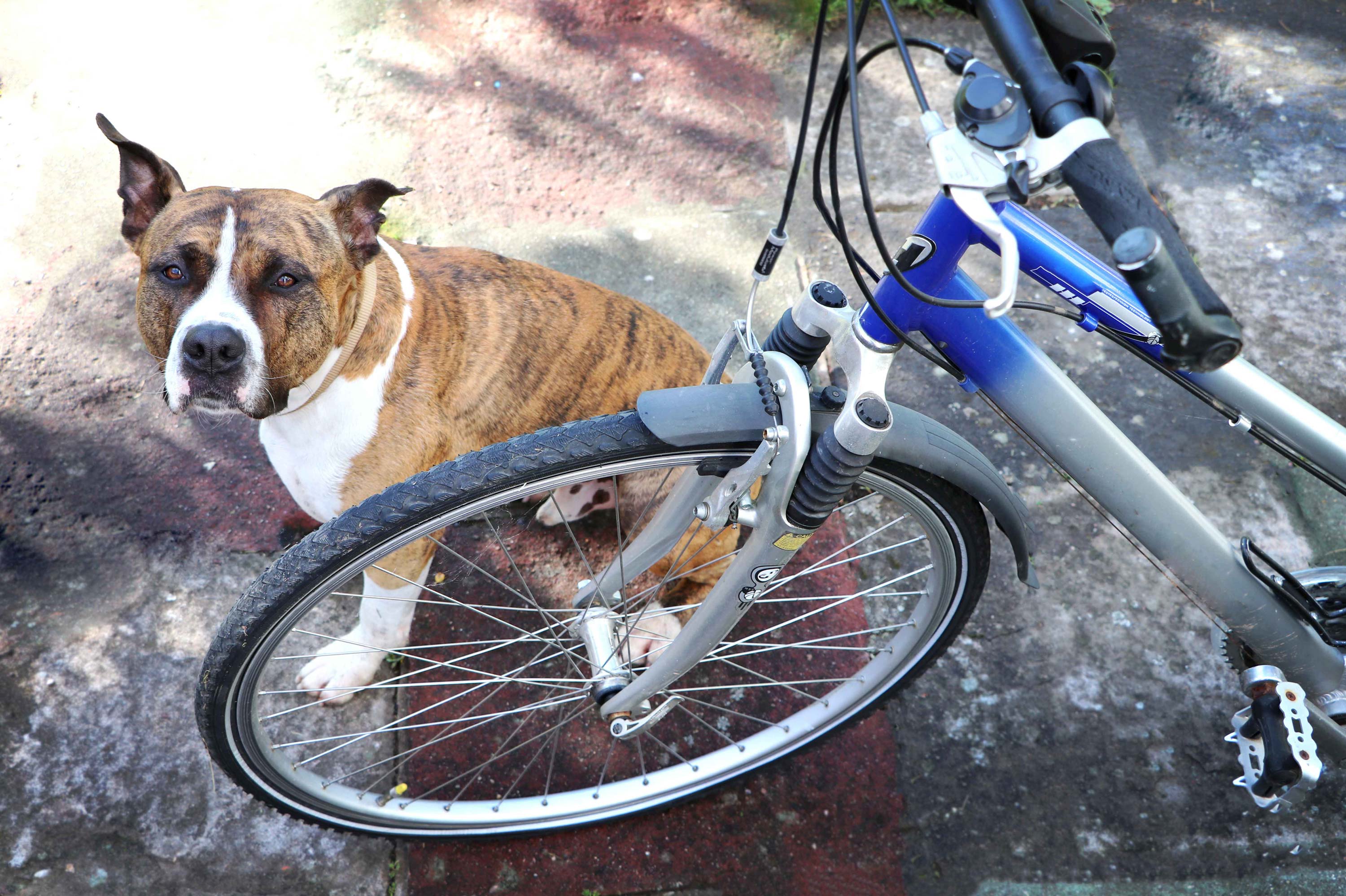 Wer mit dem Hund radelt, haftet für Schäden