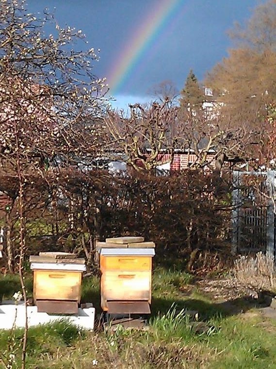 Weltbienentag: Imkern, auch in der Stadt