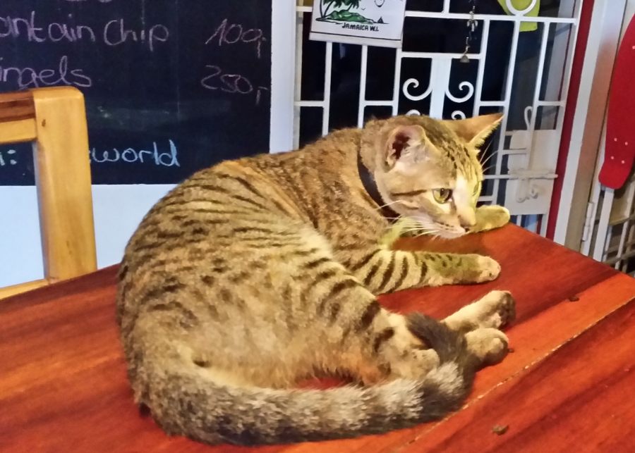 Tierfreunde berichten aus der Welt von Hund & Katze