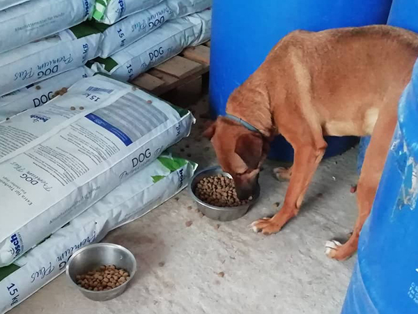 „Spenden-Marathon für Tiere“ findet 2019 wieder statt