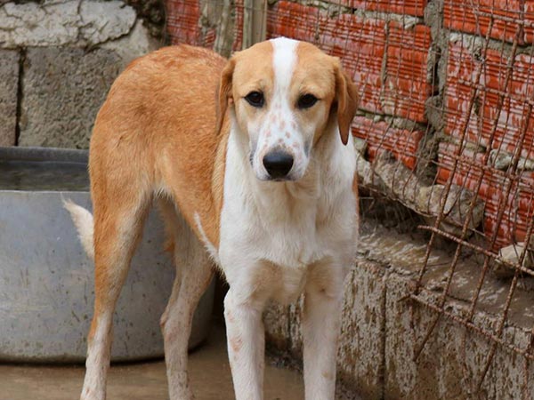 Sommerloch trifft auch Tierheime