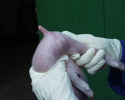 Agrar- und Veterinär-Akademie (AVA) für Tierschutz und Tierwohl unserer Nutztiere aktiv!
