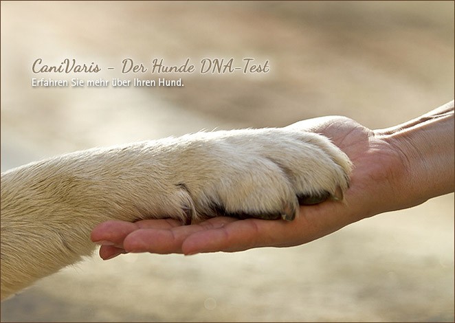 Per Genanalyse mehr über den eigenen Hund erfahren!