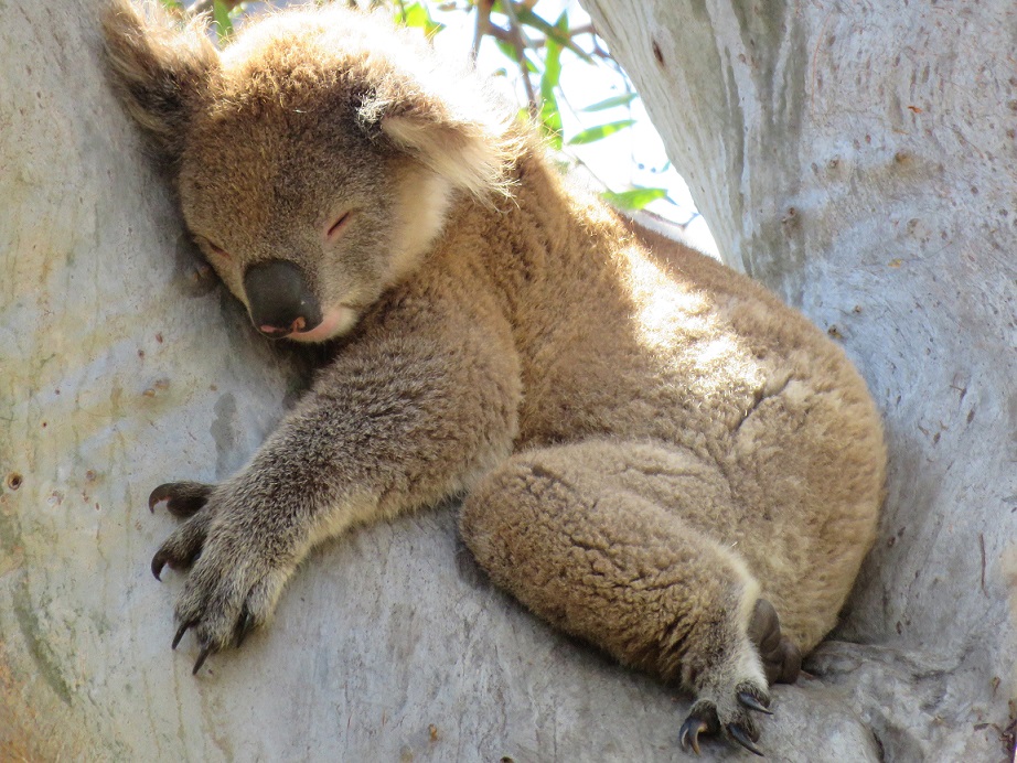 Tipps vom Koala zum Tag des Schlafes (21.6.) – Schlafexperte rät: Aufmerksamkeit vom Schlafen weglenken