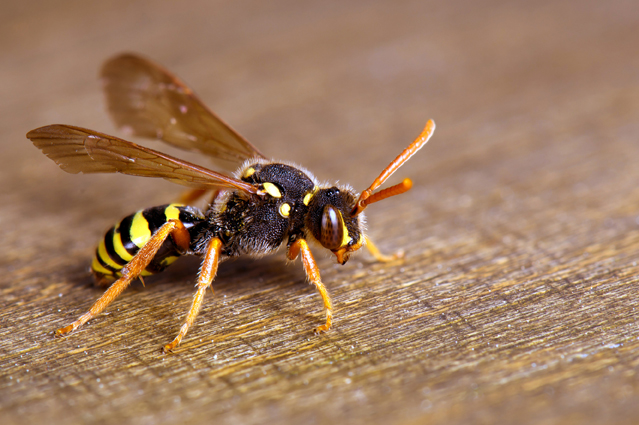 Was tun bei einem Wespen- oder Bienenstich? – Tipp der Woche der DKV