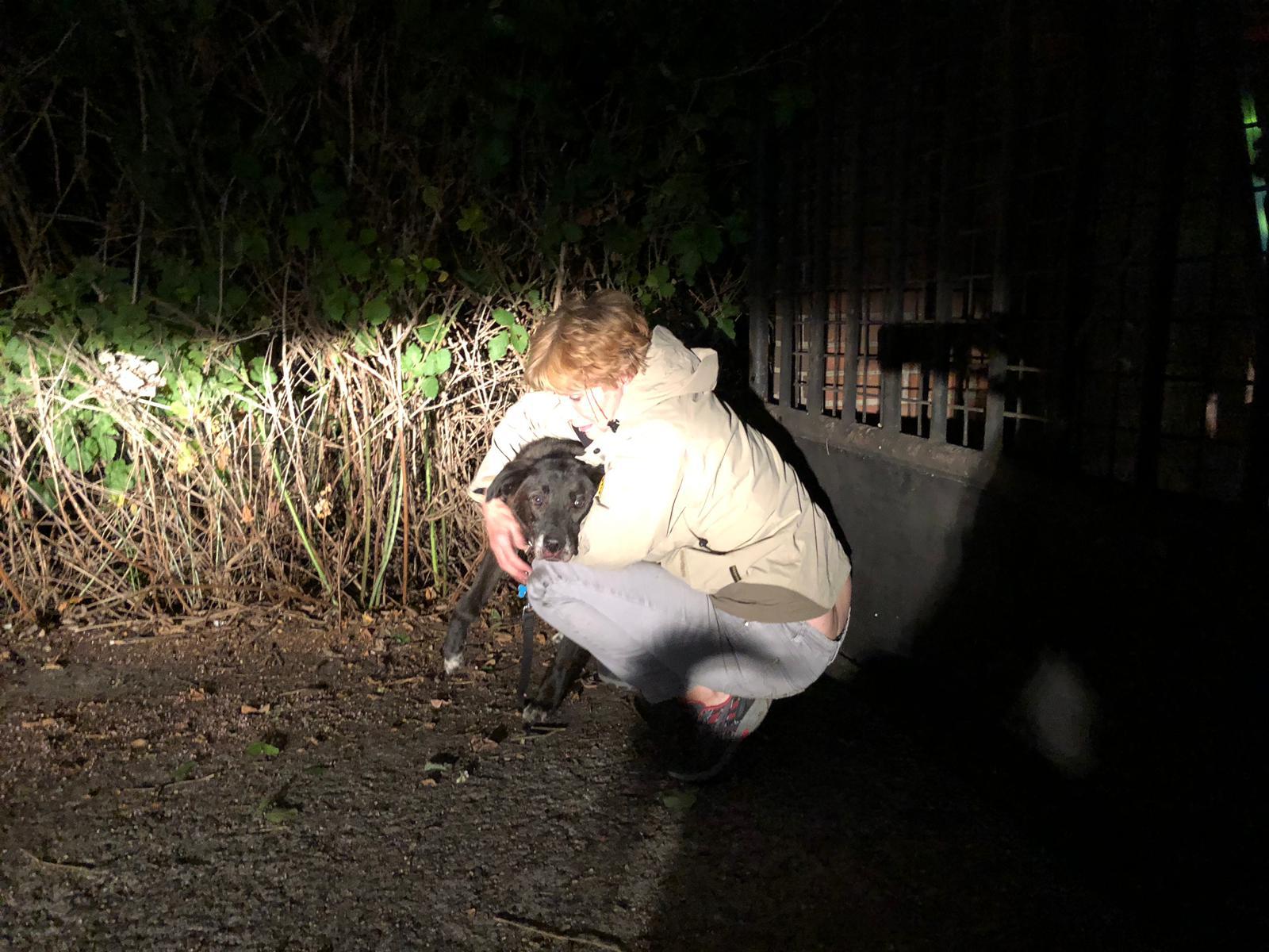 Wenn kleine Hunde Helden werden: Mischling rettet Mischling vor dem sicheren Tod