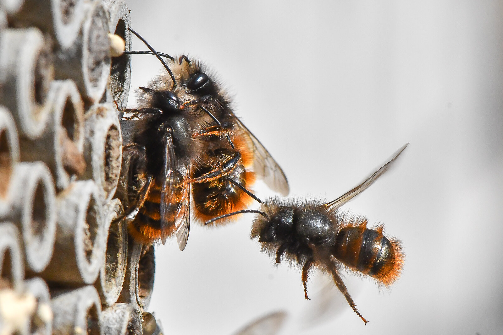Mit ManoMano gegen das Insektensterben