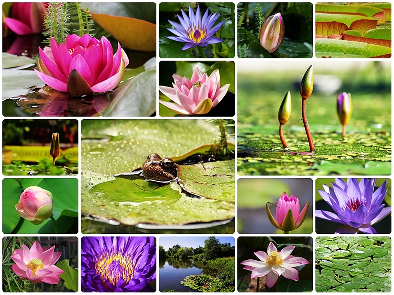 Zierteiche für den Garten