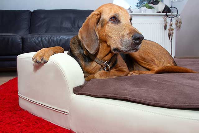 DoggyBed – ein Hundebett zum Wohlfühlen