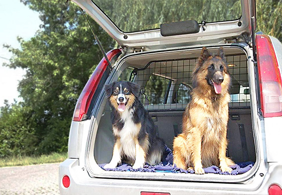 Hundeelend: Überhitzte Autos sind eine Qual für Vierbeiner