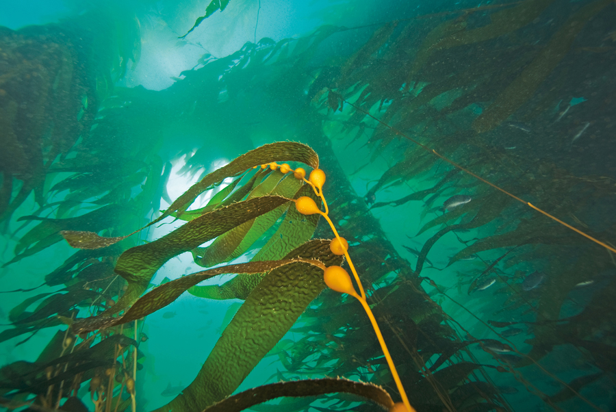 Meer auf der Haut: Der erste Stoff, der kosmetisch pflegt, von GREY Fashion