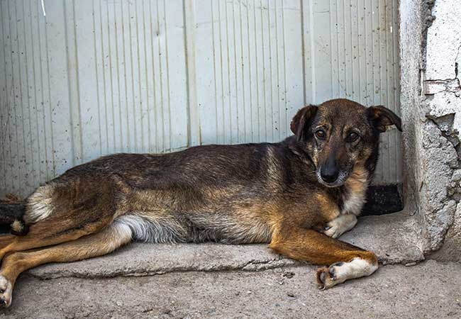 Rumänische Straßenhunde: Sie sterben in Massen