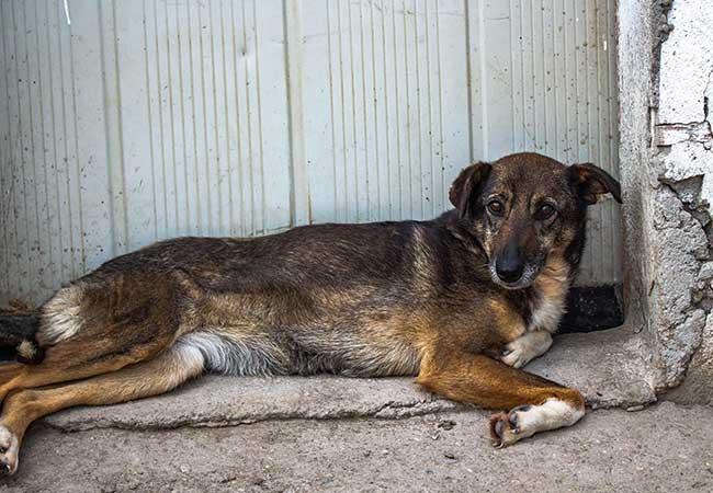 Rumänische Straßenhunde: Sie sterben in Massen