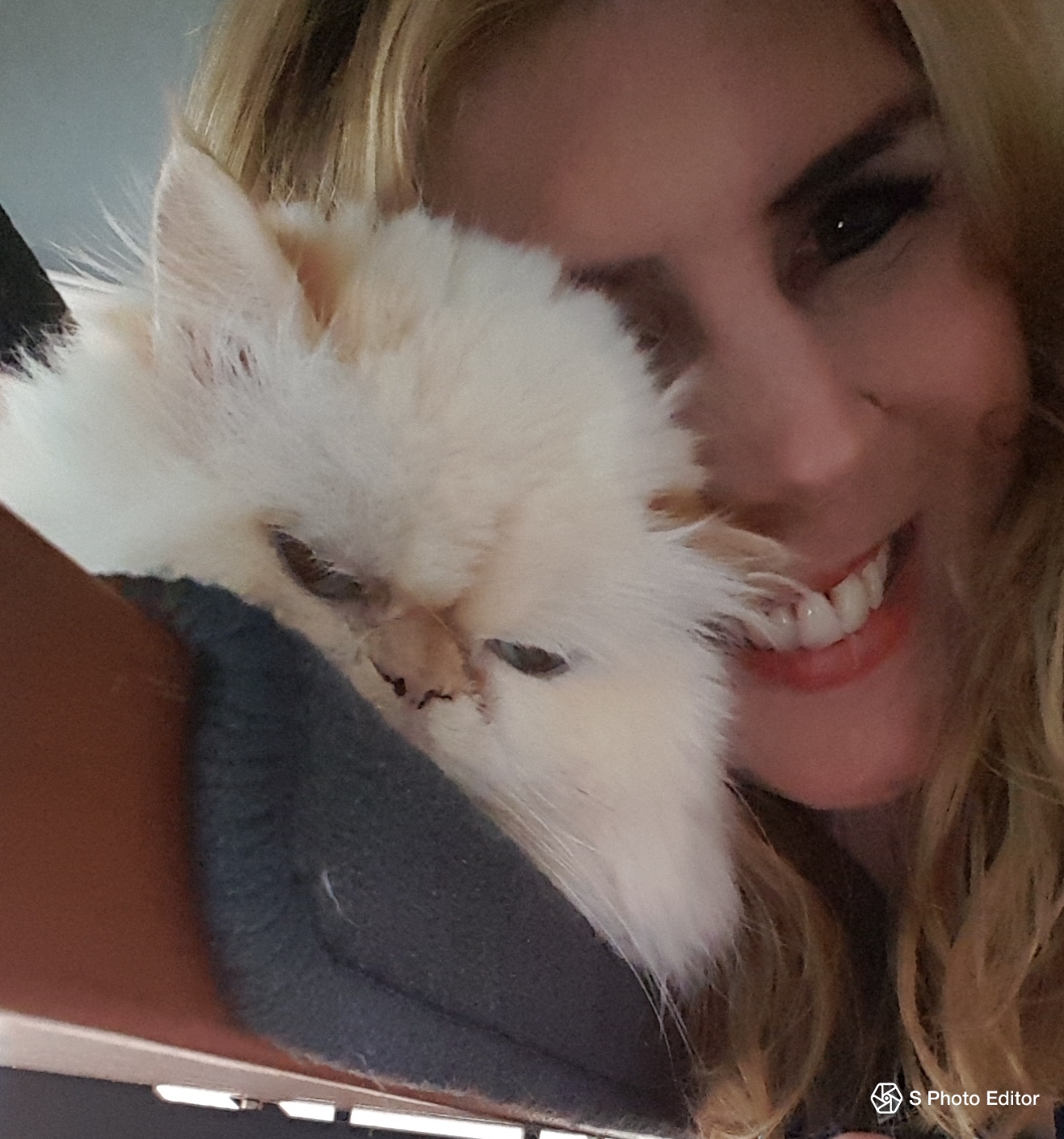 Blog über Perserkatzen startet