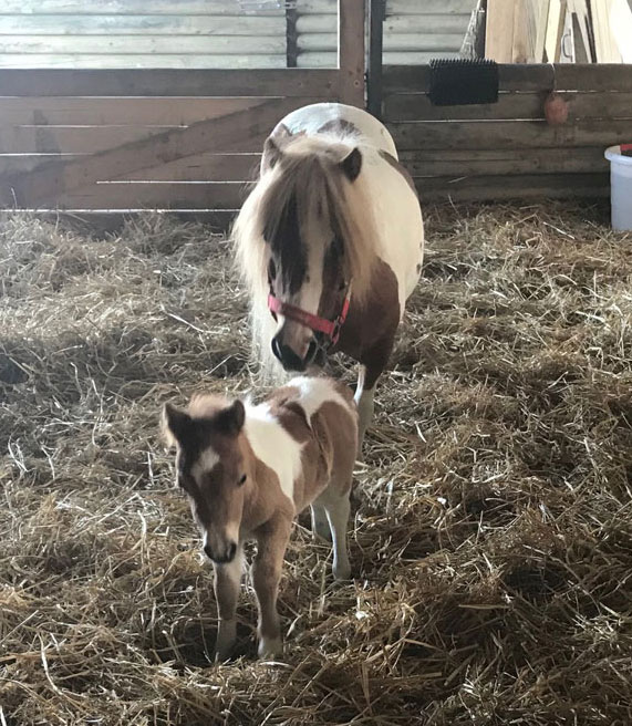 Kleines Wunder auf ‚Gut Aiderbichl‘ im niedersächsischen Blockwinkel