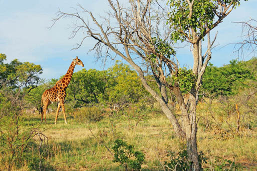 Auf den Spuren der „Big Five“