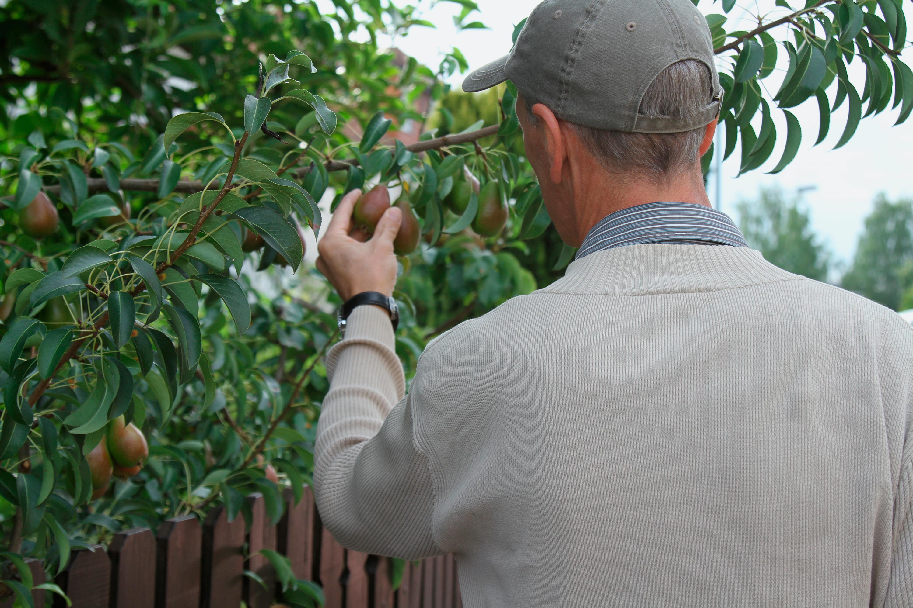 Die Mär vom Mundraub: Obstklau ist Diebstahl