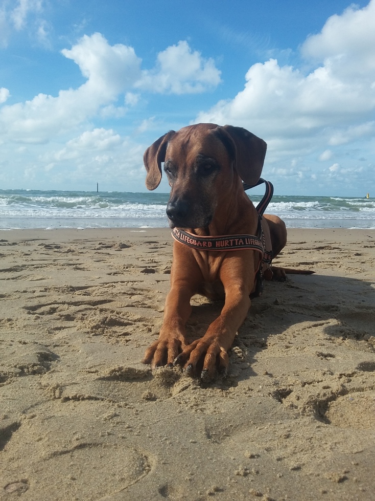 Bund Deutscher Tierfreunde weist auf Risiko vierbeiniger Souvenirs hin