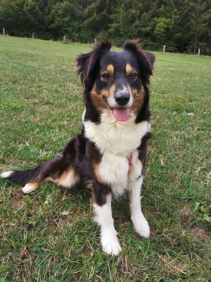 Vermittlung der beschlagnahmten Eifel-Hunde hat begonnen