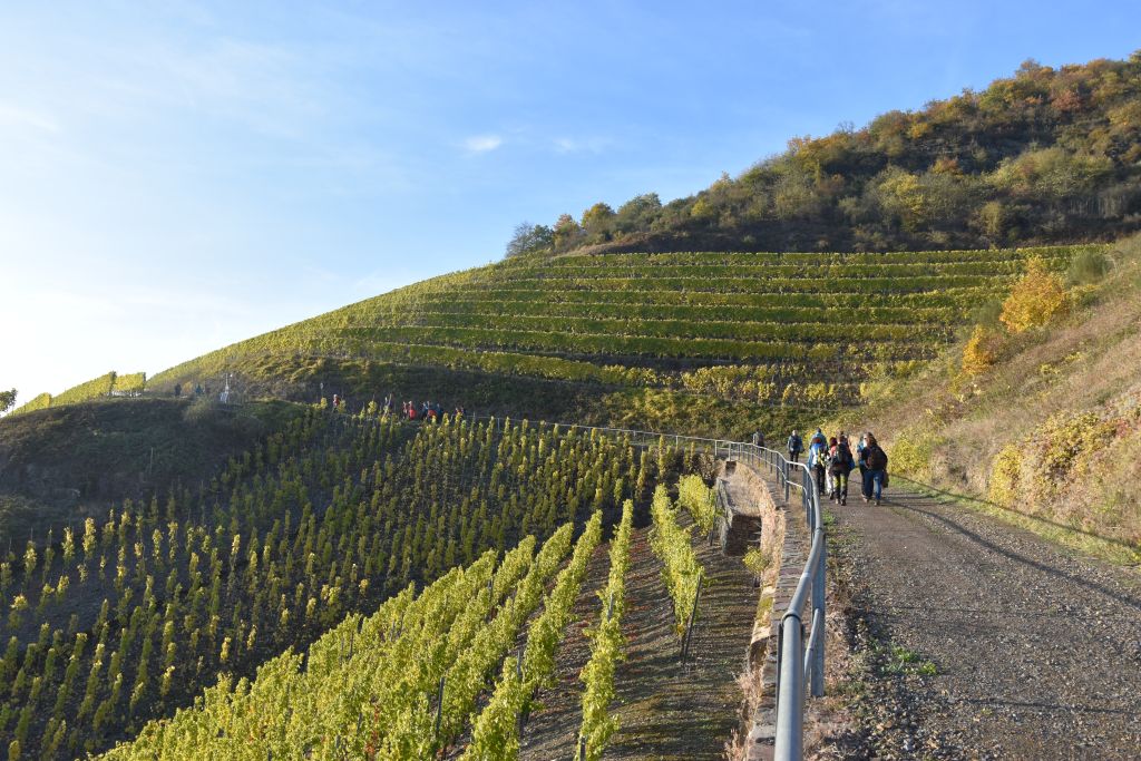 Das Wanderevent auf dem Moselsteig im goldenen Herbst