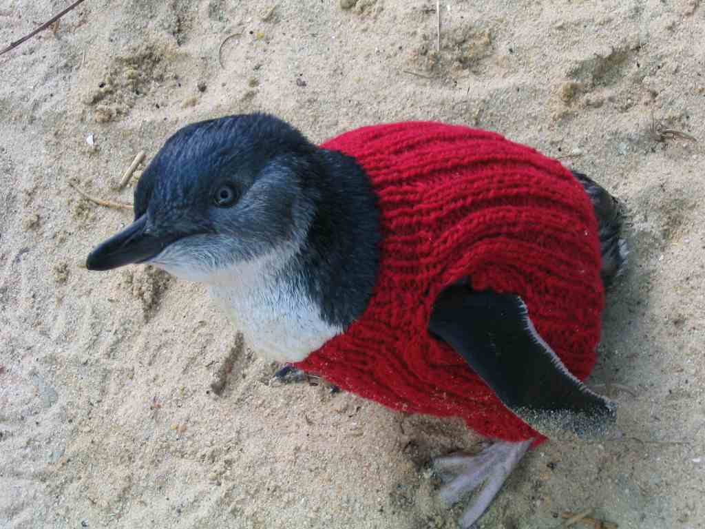 Pullover für Pinguine