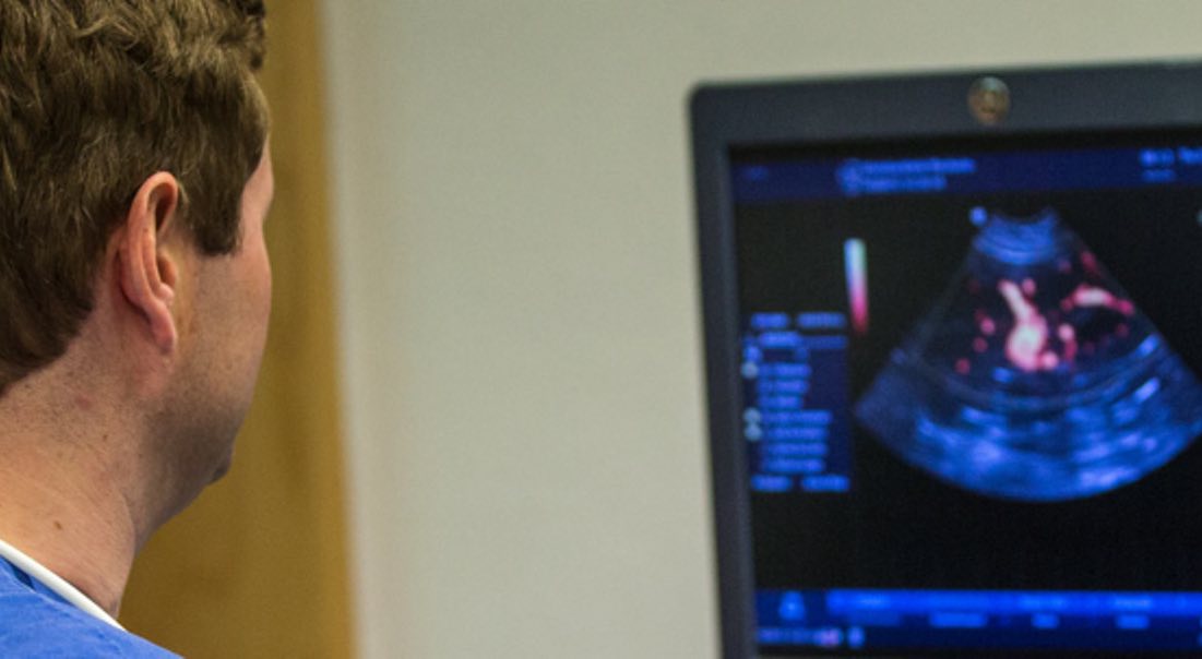 Tierarzt für Baden-Baden: Bei Hitze Symptomen zum Notdienst