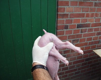 Ferkelkastration unter Narkose und die Agrar- und Veterinär-Akademie (AVA)