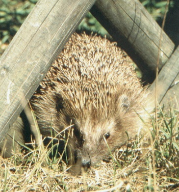 Ein unaufgeräumter Garten bietet Tieren Lebensraum