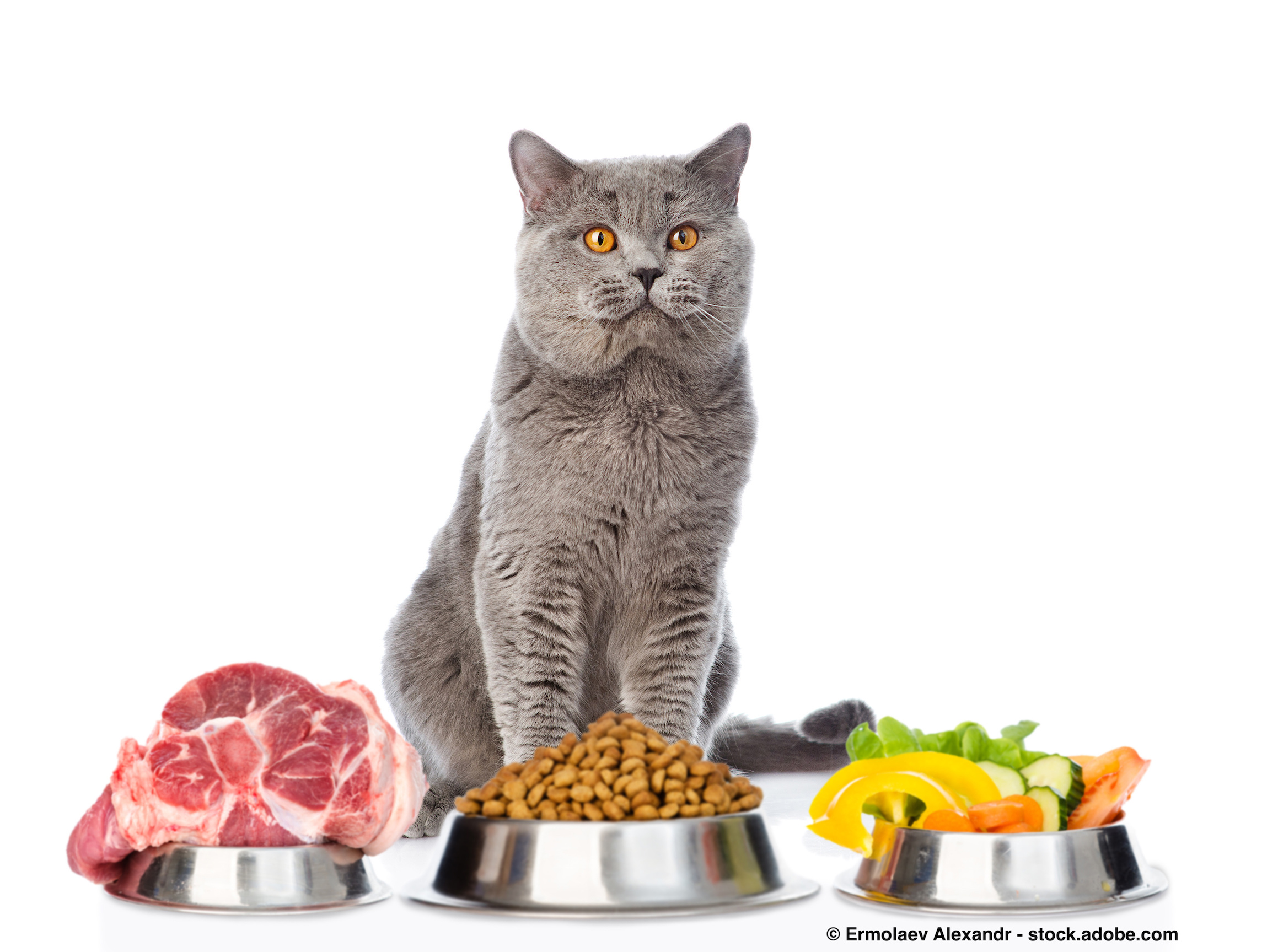 Sie haben eine wählerische Katze? Sie suchen eine Lösung?