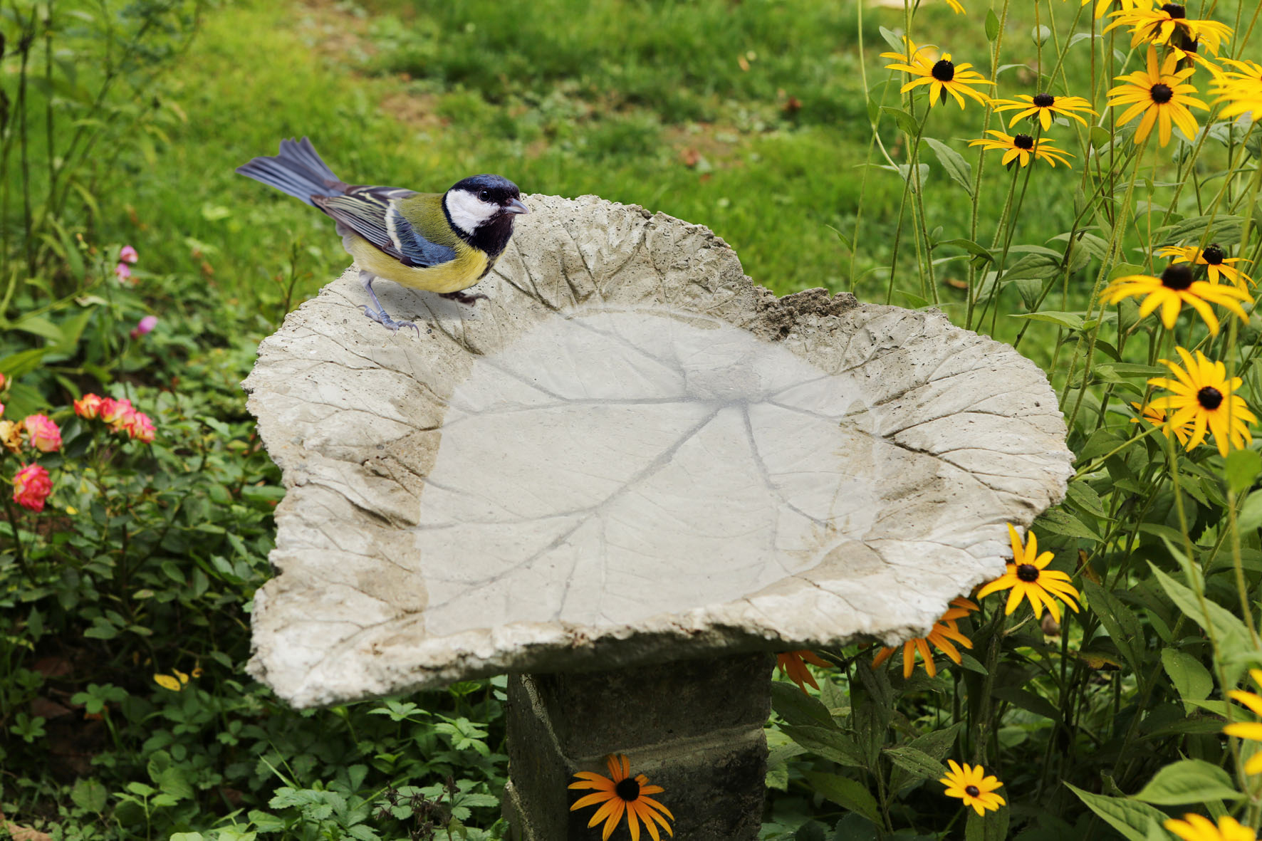 In 8 Schritten zur selbstgebauten Vogeltränke aus Beton