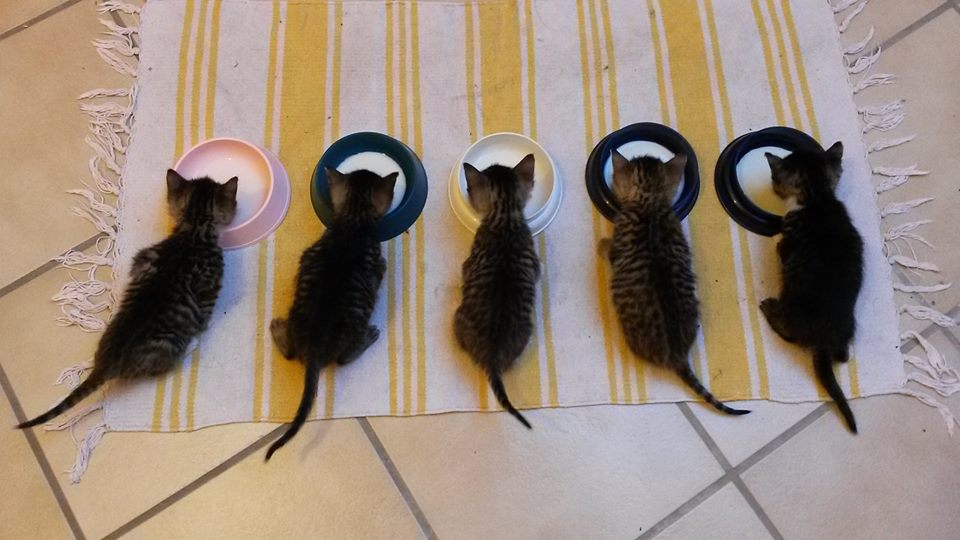 Welttierschutztag: Bund Deutscher Tierfreunde fordert Kastrationspflicht für Katzen