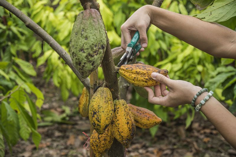 Existenzsicherung für Kakaobauern