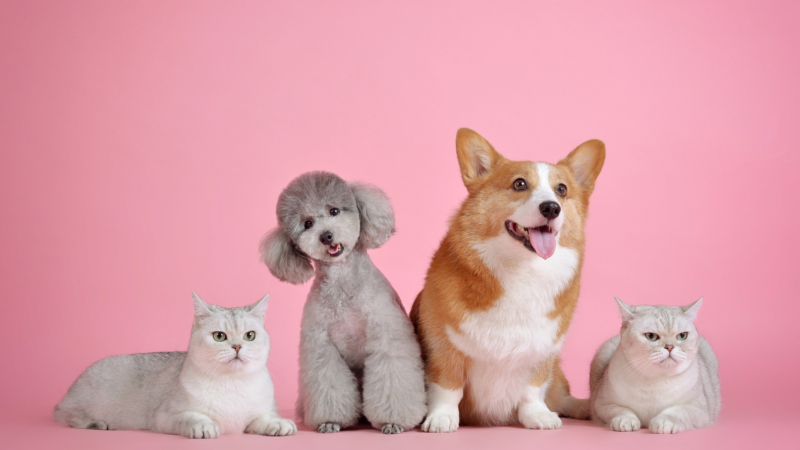 Anschaffung sowie Haltung von Hunden und Katzen