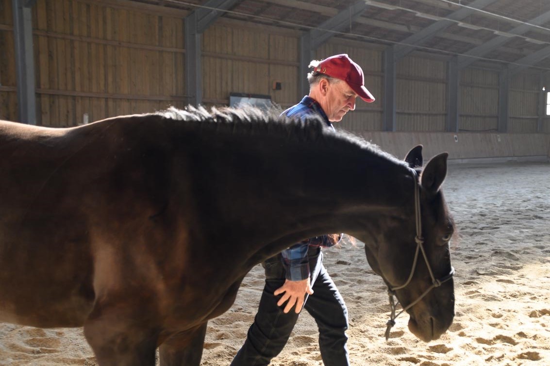 consinion GmbH setzt beim Coaching auf Pferde als Co-Trainer