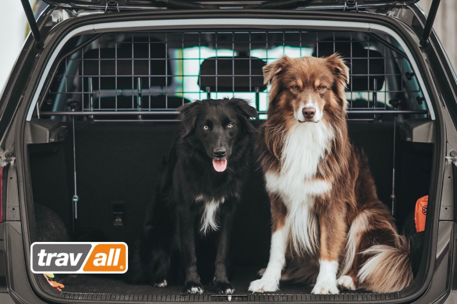Hunde in kleinen Autos sichern