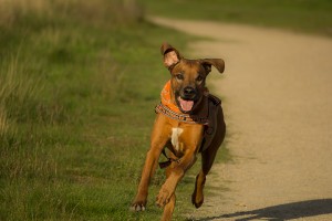Reflektoren schützen Hunde während der dunklen Jahreszeit