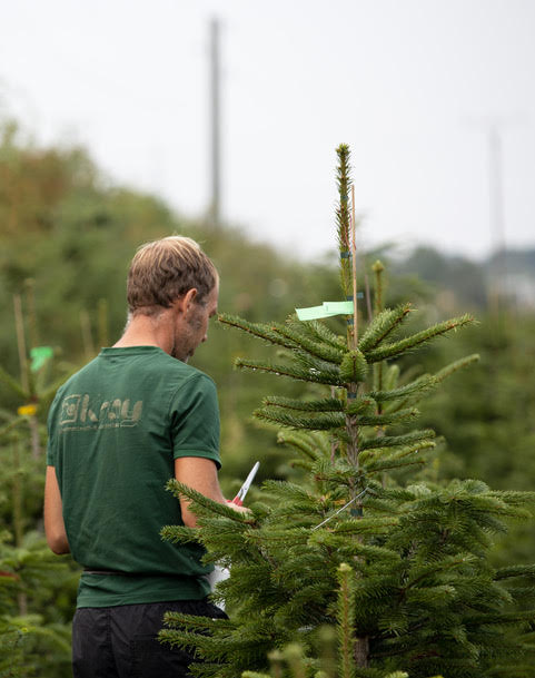 Neuer Online Shop: Sorglos Weihnachtsbaum online kaufen