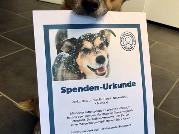 Noch 3 Wochen bis Heiligabend: Eine Futterspende schenkt Leben