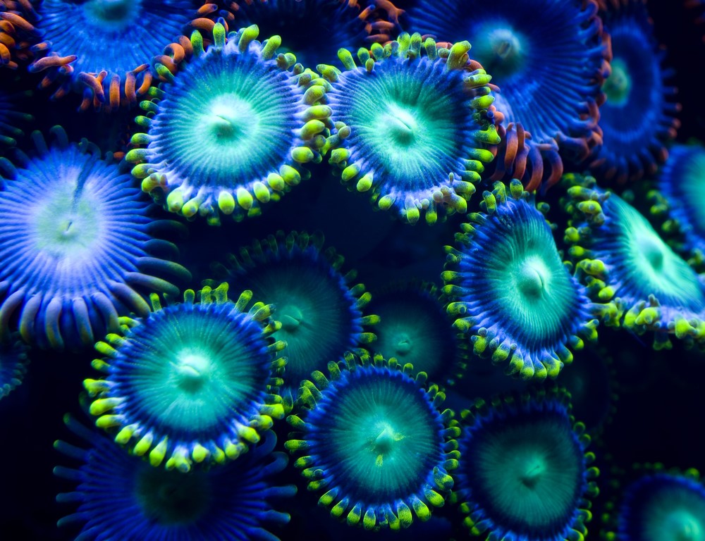 Zum größten Fisch der Welt oder Fluo-Diving bei Nacht