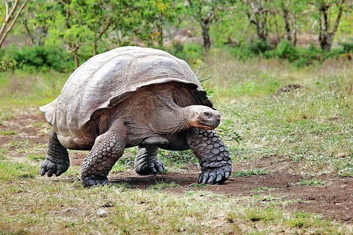 Einzigartige Natur, einzigartiges Erlebnis – Galapagos erleben!