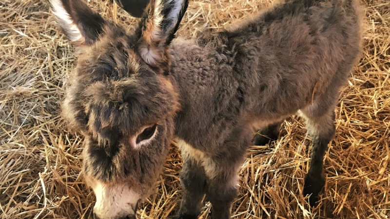 Harry und Sally – Zwei Eselbabys auf Gut Aiderbichl