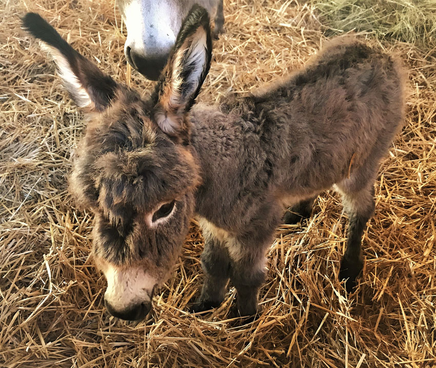 Harry und Sally – Zwei Eselbabys auf Gut Aiderbichl
