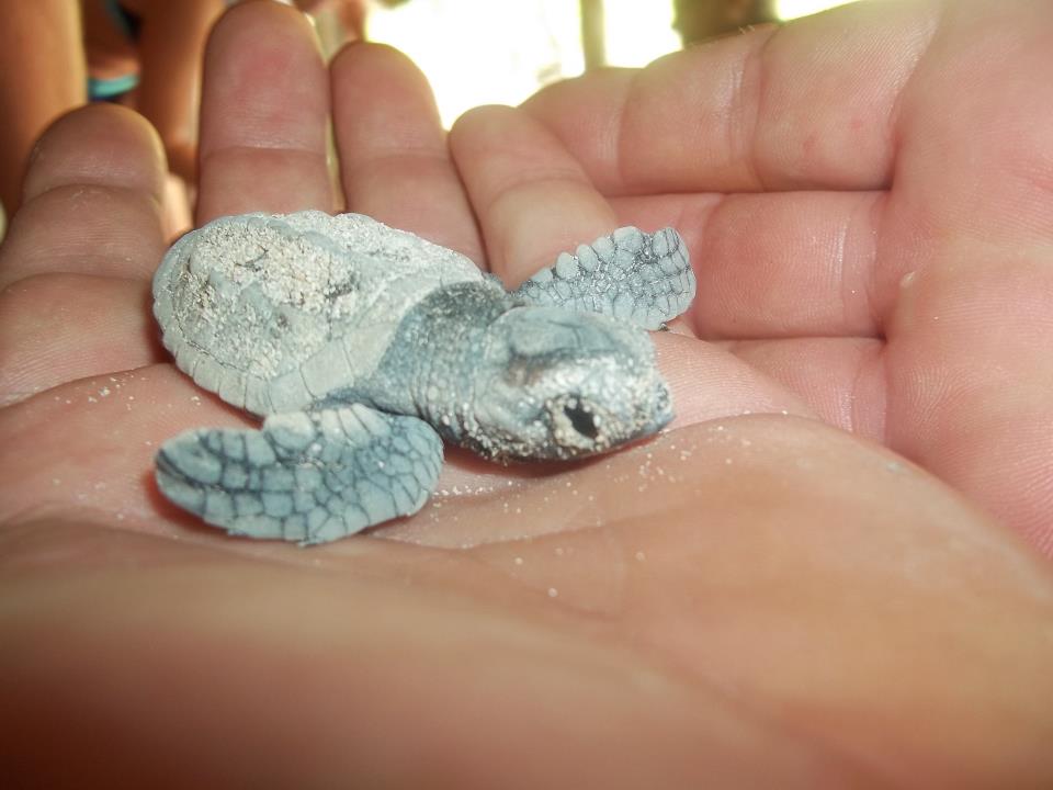 SeavisTours unterstützt die Schildkrötenaufzuchtstation auf Saona