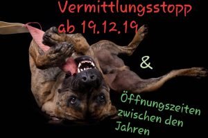 Keine Tiervermittlung in der Weihnachtszeit