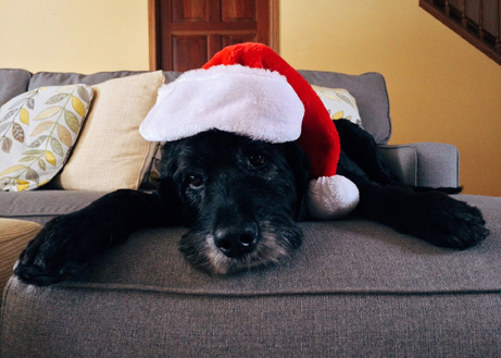 Diese Weihnachtsköstlichkeiten sind für Hunde tabu