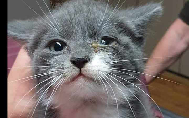 Tierfreundliches Silvester: Spendenaktion „Futter statt Böller“